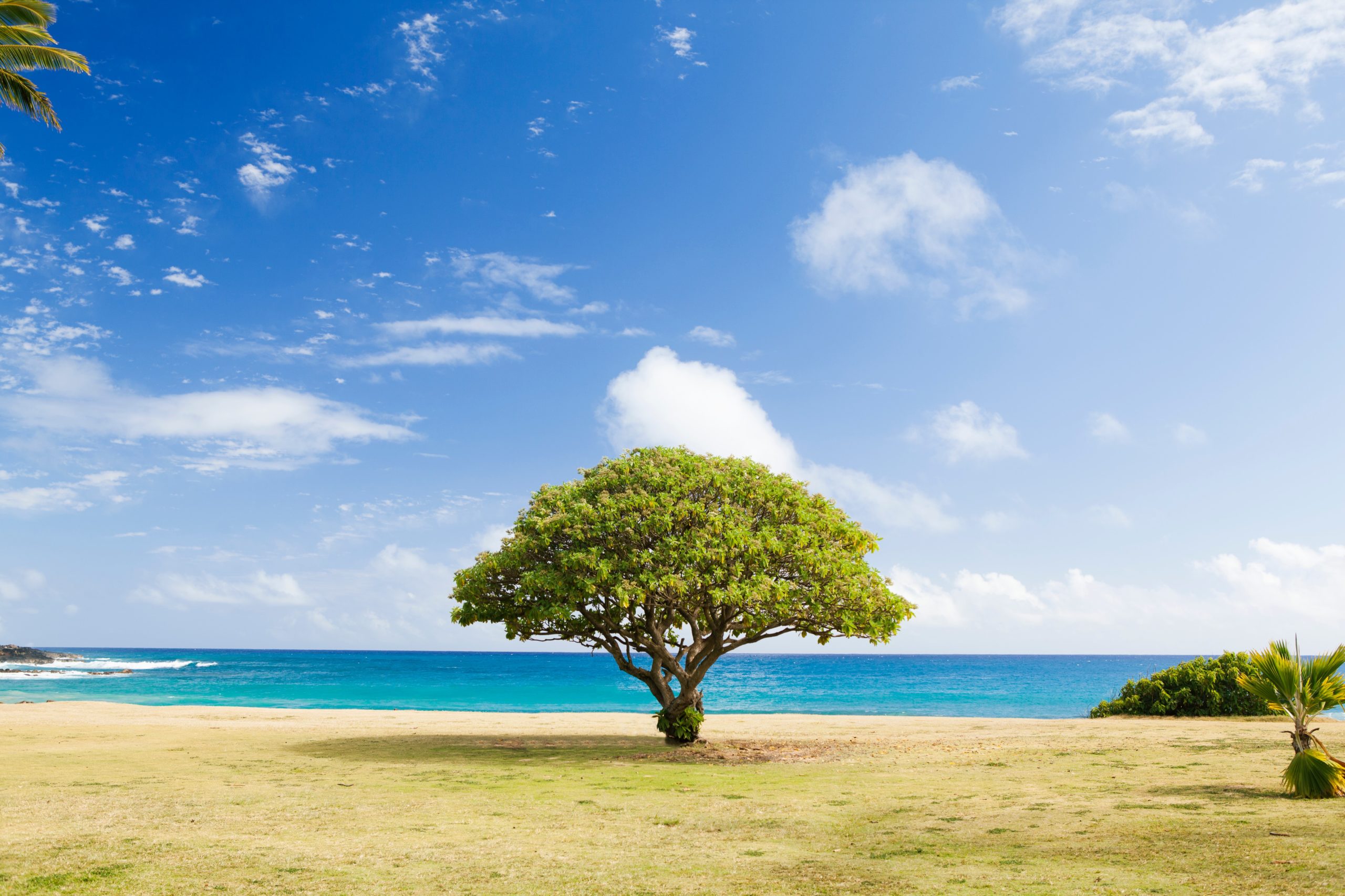 You are currently viewing Vriksasana : la posture de l’arbre